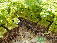 孕婦可以吃香菜嗎?孕婦吃香菜對胎兒有影響嗎 孕婦可以吃香菜嗎?孕婦吃香菜對胎兒有影響嗎