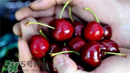 車?yán)遄拥臓I養(yǎng)價(jià)值 車?yán)遄拥墓πc作用 車?yán)遄拥臓I養(yǎng)價(jià)值 車?yán)遄拥墓πc作用