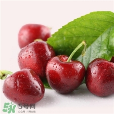 車?yán)遄拥臓I養(yǎng)價(jià)值 車?yán)遄拥墓πc作用 車?yán)遄拥臓I養(yǎng)價(jià)值 車?yán)遄拥墓πc作用