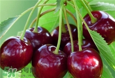 車(chē)?yán)遄幽芎团Ｄ桃黄鸪詥?車(chē)?yán)遄雍团Ｄ桃黄鸪院脝?