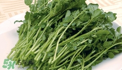 豆瓣菜是西洋菜嗎?豆瓣菜和西洋菜有什么區(qū)別 豆瓣菜是西洋菜嗎?豆瓣菜和西洋菜有什么區(qū)別