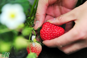 冬天有草莓嗎？冬天的草莓能吃嗎？