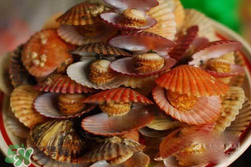 扇貝裙邊可以吃嗎？扇貝裙邊怎么吃？