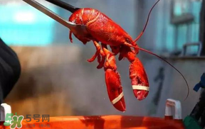 冬天有小龍蝦嗎？冬天吃小龍蝦好嗎？