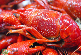 冬天有小龍蝦嗎？冬天吃小龍蝦好嗎？