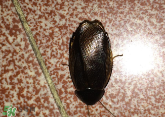 冬天有蟑螂嗎？蟑螂冬天還有嗎？