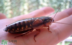 冬天有蟑螂嗎？蟑螂冬天還有嗎？
