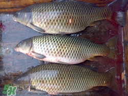 青魚是什么魚?青魚的營(yíng)養(yǎng)價(jià)值及功效 青魚是什么魚?青魚的營(yíng)養(yǎng)價(jià)值及功效