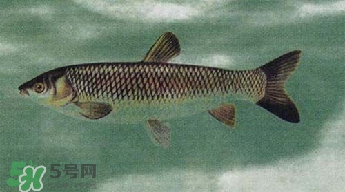 青魚是什么魚?青魚的營(yíng)養(yǎng)價(jià)值及功效 青魚是什么魚?青魚的營(yíng)養(yǎng)價(jià)值及功效