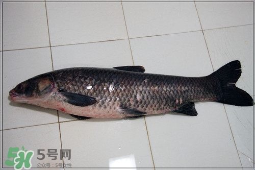 青魚是什么魚?青魚的營(yíng)養(yǎng)價(jià)值及功效 青魚是什么魚?青魚的營(yíng)養(yǎng)價(jià)值及功效