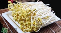 孕婦可以吃黃豆芽嗎?孕婦吃黃豆芽的好處 孕婦可以吃黃豆芽嗎?孕婦吃黃豆芽的好處