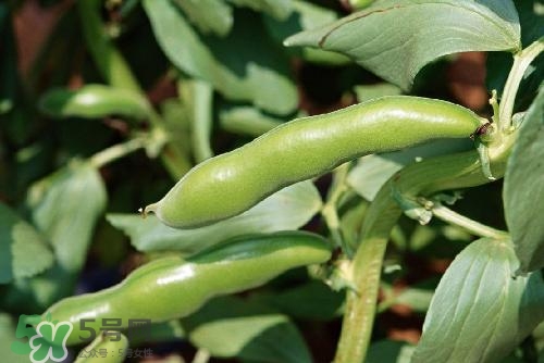 扁豆沒(méi)炒熟有毒嗎?扁豆沒(méi)有炒熟可以吃嗎 扁豆沒(méi)炒熟有毒嗎?扁豆沒(méi)有炒熟可以吃嗎