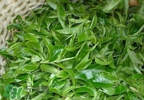 茶葉可以吃嗎?吃茶葉有什么好處和壞處 茶葉可以吃嗎?吃茶葉有什么好處和壞處