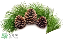 松葉可以吃嗎?松葉的功效與作用 松葉可以吃嗎?松葉的功效與作用