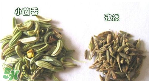 小茴香是孜然嗎？小茴香和孜然的區(qū)別