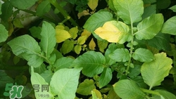 隔年的茶葉可以吃嗎?隔年的茶葉能喝嗎 隔年的茶葉可以吃嗎?隔年的茶葉能喝嗎