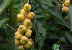 巴豆可以治療便秘嗎？便秘可以吃巴豆嗎？