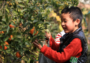 橙子籽能吃嗎？橙子籽的功效與作用