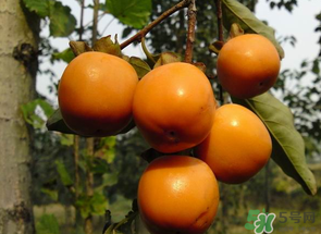 一天可以吃幾個(gè)柿子？柿子每天可以吃幾個(gè)？