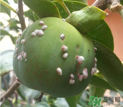 柿子長白點還能吃嗎？柿子上有白點能吃嗎？