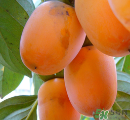 柿子長白點還能吃嗎？柿子上有白點能吃嗎？