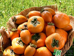 柿子籽能吃嗎？柿子籽的功效與作用