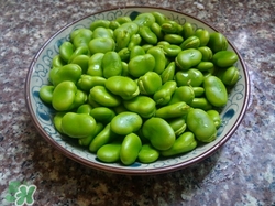 蠶豆皮可以吃嗎?蠶豆皮的功效與作用及禁忌 蠶豆皮可以吃嗎?蠶豆皮的功效與作用及禁忌