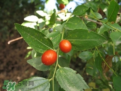 酸棗葉可以泡水喝嗎?酸棗葉泡水喝的功效 酸棗葉可以泡水喝嗎?酸棗葉泡水喝的功效