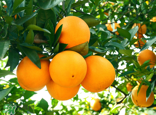 新鮮橙子可以泡水喝嗎？橙子泡水喝有什么好處