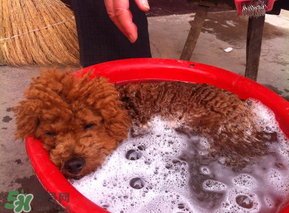 冬天狗狗多久洗一次澡？狗狗冬天久洗一次澡？