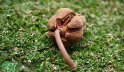 向天果是什么東西?向天果的功效與作用 向天果是什么東西?向天果的功效與作用