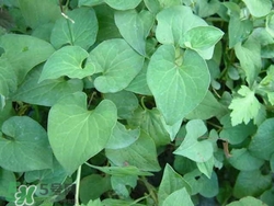 魚腥草可以治可咳嗽嗎?魚腥草治咳嗽的做法 魚腥草可以治可咳嗽嗎?魚腥草治咳嗽的做法