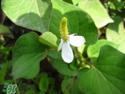 魚腥草可以治可咳嗽嗎?魚腥草治咳嗽的做法 魚腥草可以治可咳嗽嗎?魚腥草治咳嗽的做法