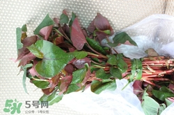 魚腥草可以治可咳嗽嗎?魚腥草治咳嗽的做法 魚腥草可以治可咳嗽嗎?魚腥草治咳嗽的做法