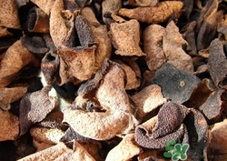 腸胃炎可以吃陳皮嗎?腸胃炎吃陳皮好嗎 腸胃炎可以吃陳皮嗎?腸胃炎吃陳皮好嗎