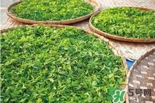 口含茶葉能治口臭嗎？口含茶葉有什么作用？