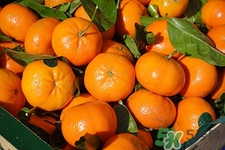 橙子皮可以去除異味嗎?橙子皮怎么去異味 橙子皮可以去除異味嗎?橙子皮怎么去異味