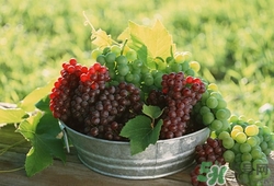 馬奶葡萄有籽嗎?馬奶葡萄的功效與作用 馬奶葡萄有籽嗎?馬奶葡萄的功效與作用