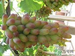 馬奶葡萄有籽嗎?馬奶葡萄的功效與作用 馬奶葡萄有籽嗎?馬奶葡萄的功效與作用