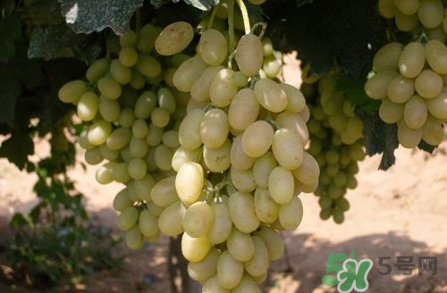 馬奶葡萄有籽嗎?馬奶葡萄的功效與作用 馬奶葡萄有籽嗎?馬奶葡萄的功效與作用