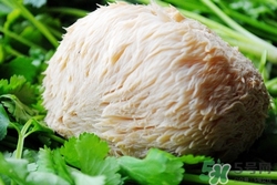 感冒能吃猴頭菇嗎?感冒吃猴頭菇好嗎