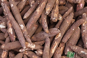 木薯的營養(yǎng)價值 木薯的功效與作用