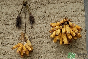 糖尿病人可以吃高粱米嗎?糖尿病吃高粱米好嗎 糖尿病人可以吃高粱米嗎?糖尿病吃高粱米好嗎