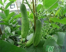 黃瓜籽什么人不能吃?黃瓜籽的功效與作用 黃瓜籽什么人不能吃?黃瓜籽的功效與作用