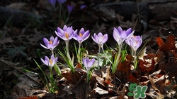 藏紅花可以泡水喝嗎?藏紅花泡水喝的功效 藏紅花可以泡水喝嗎?藏紅花泡水喝的功效