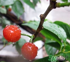 櫻桃酒泡多久可以喝?櫻桃酒要發(fā)酵多長(zhǎng)時(shí)間? 櫻桃酒泡多久可以喝?櫻桃酒要發(fā)酵多長(zhǎng)時(shí)間?