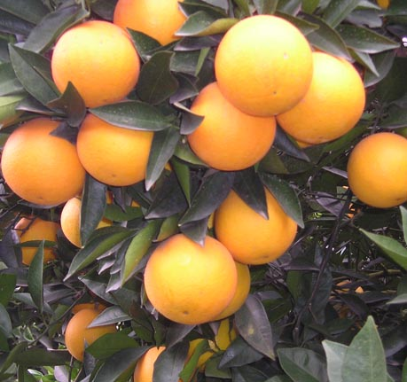 冰糖橙吃多了會上火嗎?冰糖橙的功效與作用 冰糖橙吃多了會上火嗎?冰糖橙的功效與作用