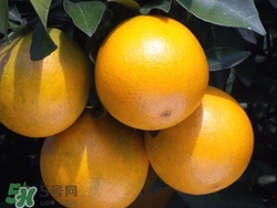 冰糖橙吃多了會上火嗎?冰糖橙的功效與作用 冰糖橙吃多了會上火嗎?冰糖橙的功效與作用