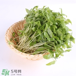 芽苗菜的營(yíng)養(yǎng)價(jià)值 芽苗菜的功效與作用