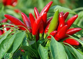 新鮮辣椒怎么保存？新鮮辣椒怎么保存更久？